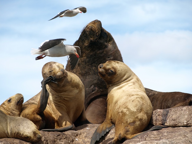 ../../Pictures/240110/038 Lobos marinos.JPG